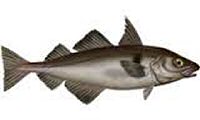 Haddock, Fresh<br>
									Eglefin, Frais