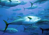 tuna, fresh, thon, frais